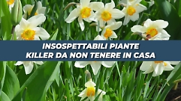 Piante che &egrave; meglio non tenere in casa, ecco perch&eacute;