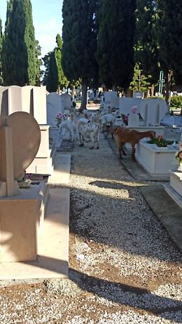 Capre e pecore nel cimitero, a Barletta animali tra le tombe