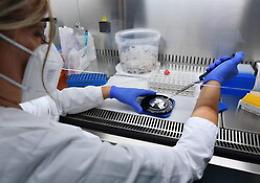 Covid, bollettino del 24 ottobre: in Sicilia i nuovi positivi sono 542