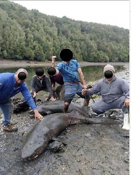 Cile: uccidono squali a sassate, video virali sui social