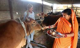 India: inedito invito a San Valentino, 'abbracciamo le mucche'