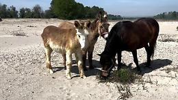 Allarme siccità, il Po a secco come in estate. E gli animali pascolano nel letto del fiume