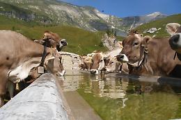 Il "cammino dei formaggi" per scoprire i territori da Nord a Sud