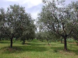 Rubati 800 litri di olio all'Oleificio Vitale di Balestrate: bottino da 10mila euro diretto in Germania