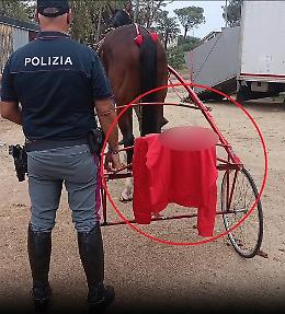Da Messina a Catania per fare gareggiare i loro purosangue: un incidente ferma la corsa clandestina