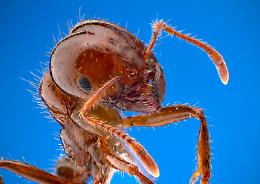 Cos'è la formica di fuoco:  aspetto fisico, habitat, impatto ecologico ed economico