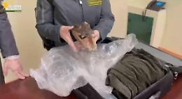 Nella valigia la testa di un coccodrillo in via d'estinzione: il sequestro shock a Punta Raisi, denunciato un palermitano