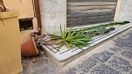 Raid vandalico in centro citt&agrave;: rovesciati vasi e distrutte piante