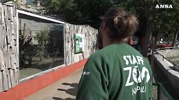 Festa allo zoo di Napoli: nati quattro cuccioli di Fossa del Madagascar
