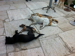 Bocconi avvelenati: strage di cani e gatti a Lipari