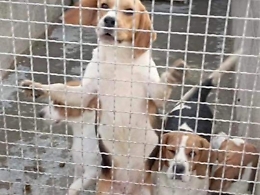 Servizi sociali canili e strade appalti da oltre cento milioni a Palermo