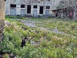 Morta nel rudere, &laquo;Non uccisa con un punteruolo ma sbranata dai cani randagi&raquo;