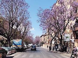 Con il cantiere della linea C del tram addio a 276 alberi:  spariranno il lilla delle jacarande in corso Tukory e i ficus di via Basile