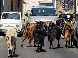 Gregge di pecore invade via Etnea: centauro travolto cade sull&rsquo;asfalto