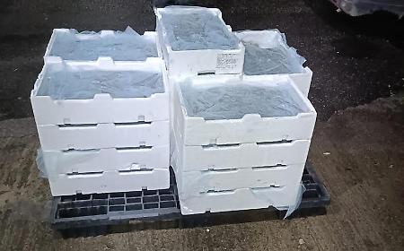 Trasporto illecito di pesce sottomisura, sequestrati 110 chili di novellame di sarda agli imbarcaderi di Messina