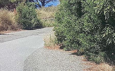 Strada Massa-Castanea, da un mese si chiede la bonifica