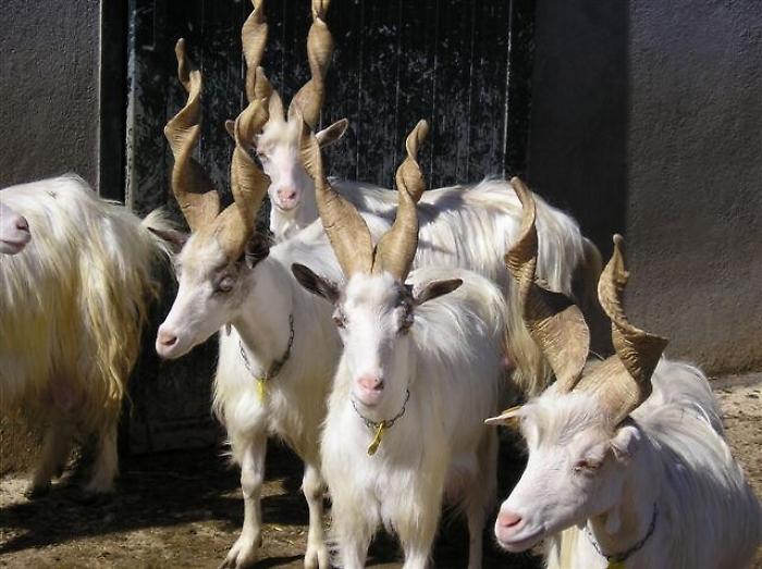 Capre girgentane ed extravergine,la Sicilia scopre un nuovo turismo