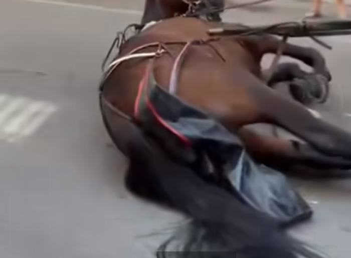 Cavallo