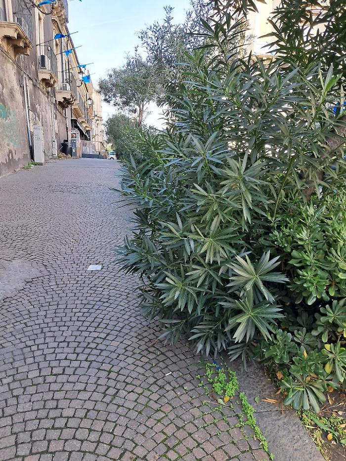 Via A. Di Sangiuliano