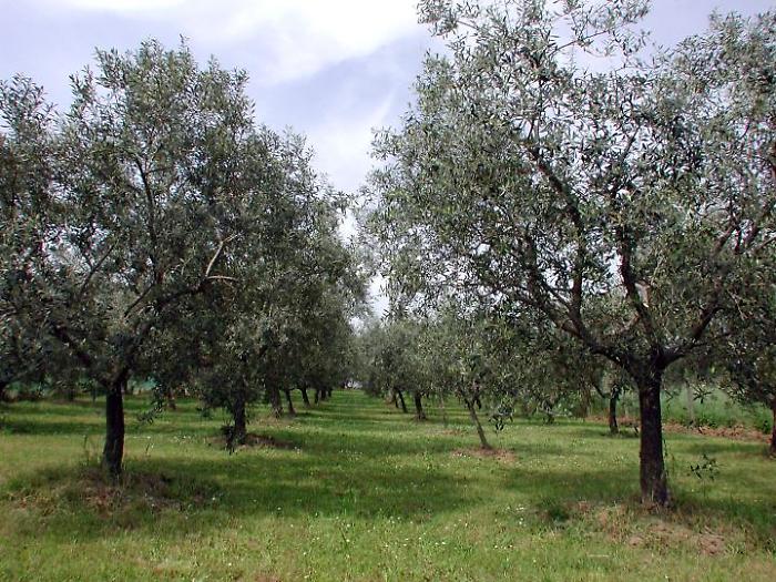 Rubati 800 litri di olio all'Oleificio Vitale di Balestrate: bottino da 10mila euro diretto in Germania