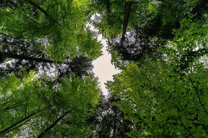 In Italia sempre più alberi, 3 milioni in più in un anno: la Sicilia quarta regione in classifica 