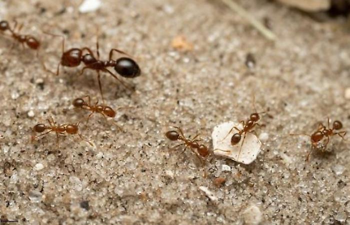 Specie aliene invasive, la Sicilia avvia una web app per le segnalazioni