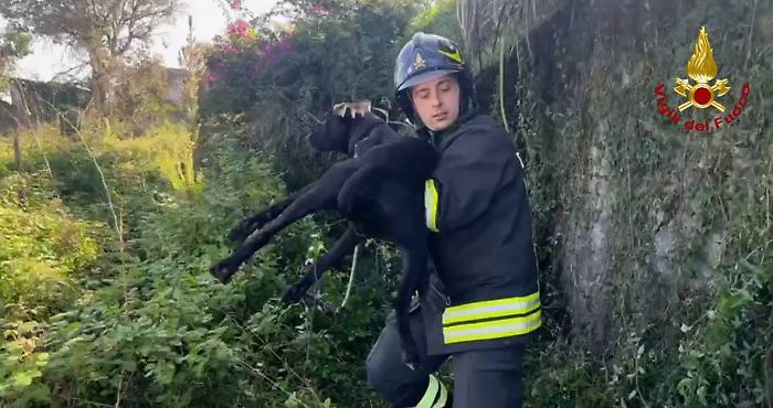 Cane abbandonato in un fosso, i Vigili del fuoco lo salvano