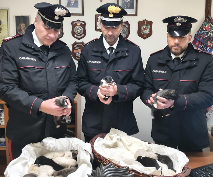 Caltanissetta, salvati 18 cuccioli abbandonati grazie a un cittadino e ai carabinieri