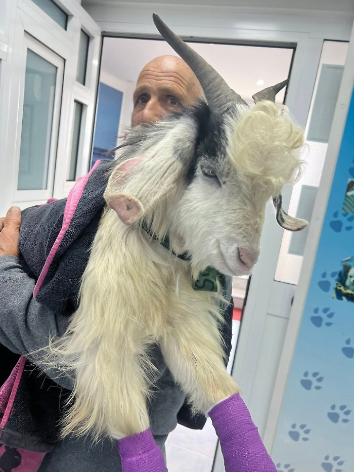 Un capretto con due zampe spezzate trova "casa" a Stromboli con un'adozione