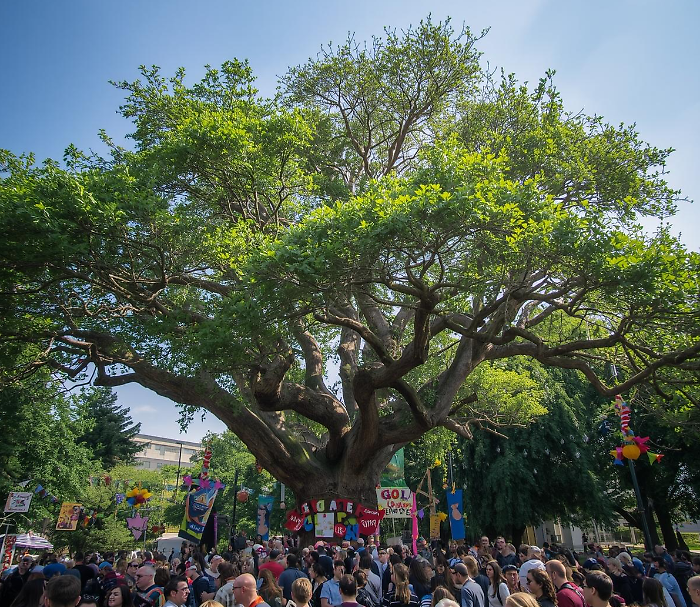 Festa dell'albero 2025: 69 scuole siciliane finanziate per visite didattiche nei boschi