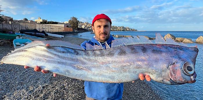 Un unicorno degli abissi a riva: il mistero del pesce liocorno di Milazzo e cosa ci insegna sul Mediterraneo che cambia