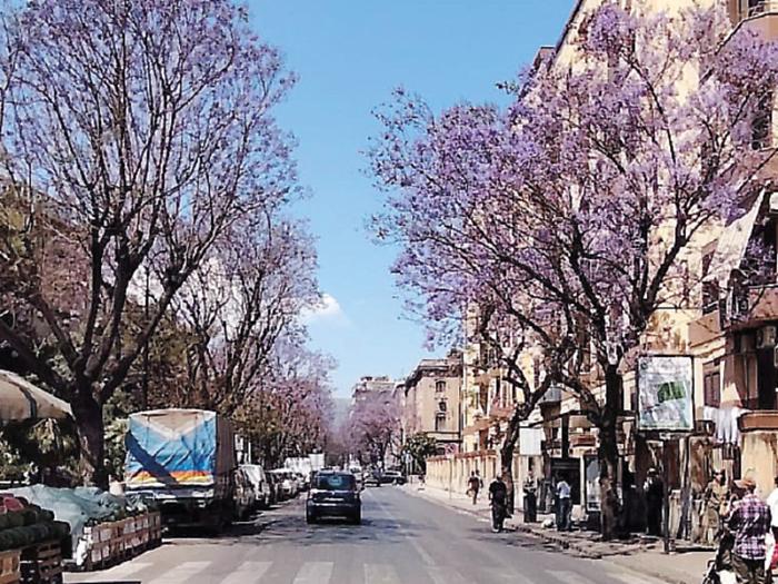 Con il cantiere della linea C del tram addio a 276 alberi:  sparir&agrave; il lilla delle jacarande in corso Tukory e i ficus di via Basile