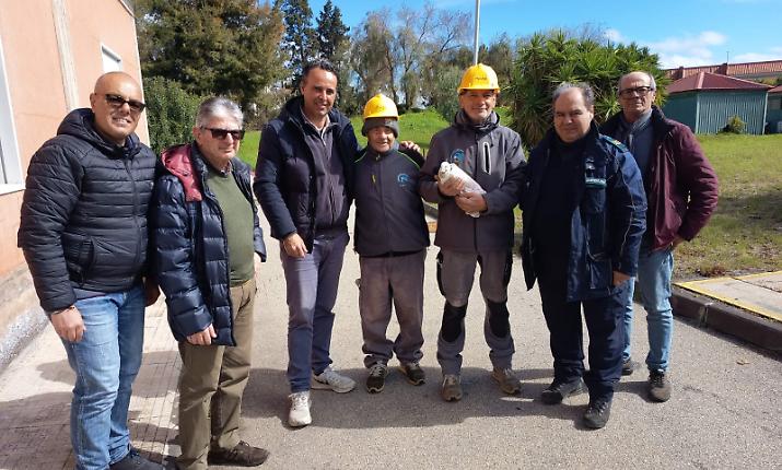 Gabbiano ferito finisce nel depuratore di Giardini Naxos, salvato da un addetto e portato al centro faunistico